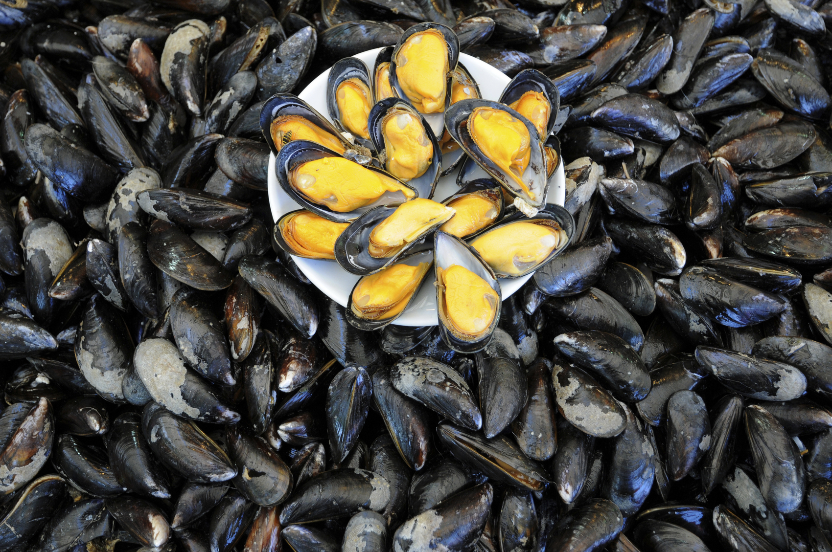 Top 10 Health Benefits of Mussels • Health Fitness Revolution