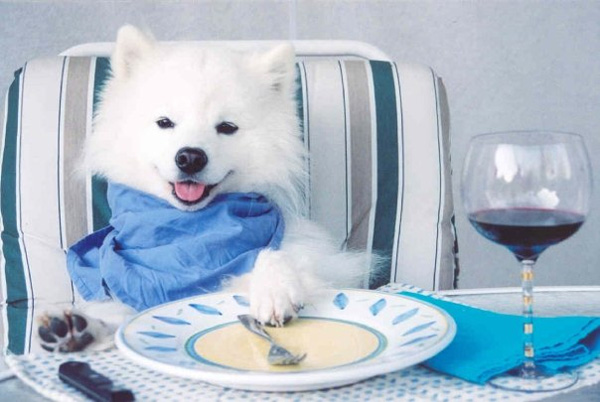 CUTE-DOG-EATING