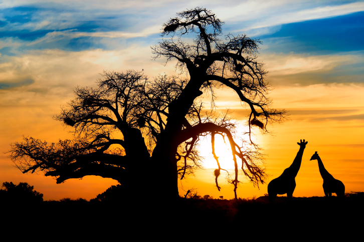 Spectacular african sunset baobab and giraffe at Entabeni game reserve