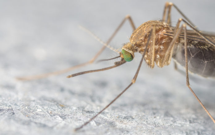 Zika virus
