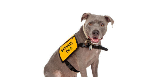 benefits of service dogs
