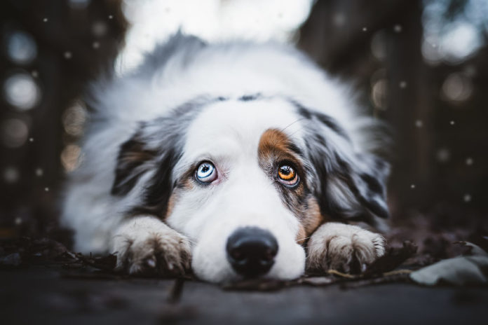 My-most-popular-pic-since-I-started-dog-photography-5a0b39dae9c95__880