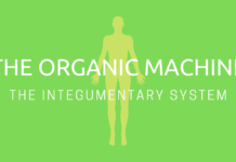 Covering Up: The Integumentary System