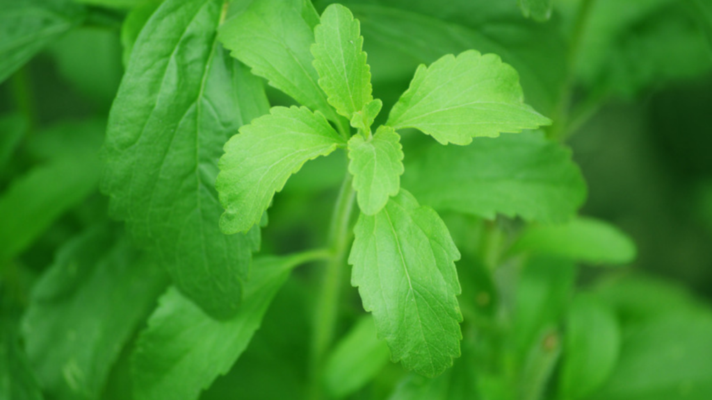 best natural sugar alternatives