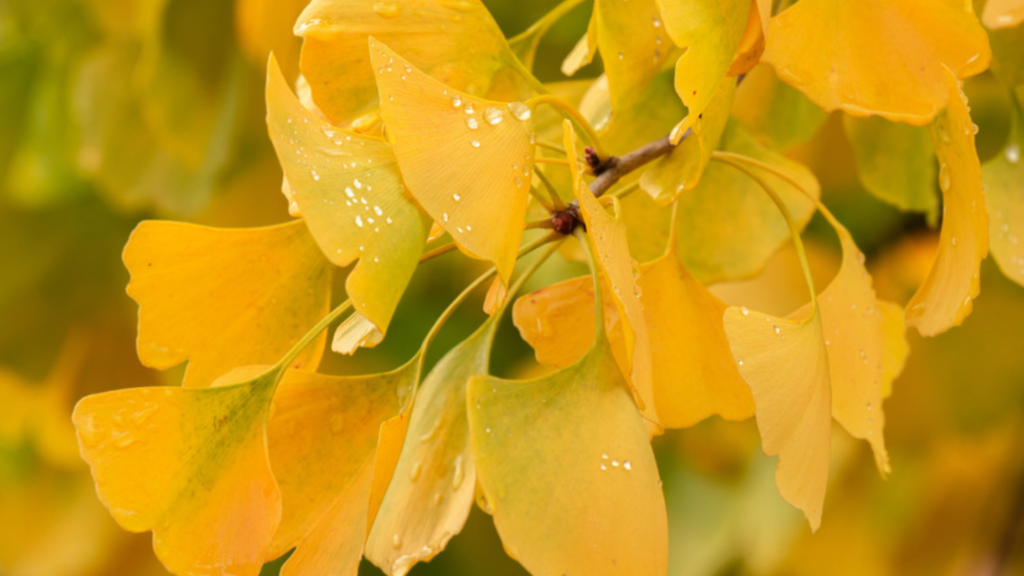 best herbal remedies for brain health