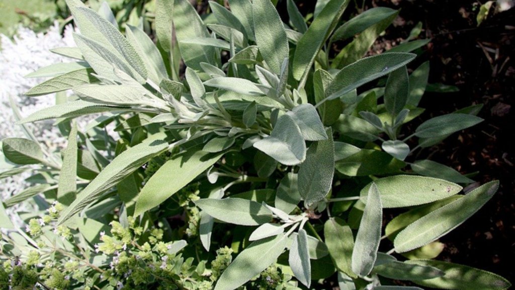 herbal remedies for boosting brain health
